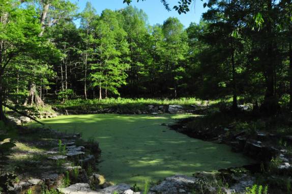 Lagoa e entrada de caverna tomada por algas, em Peacock, na Flórida, nos Estados Unidos